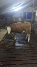 1 vleeskoe, Dieren en Toebehoren, Vrouwelijk, 0 tot 2 jaar