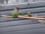 1-1 Pionus Maximiliani en een..., Dieren en Toebehoren, Meerdere dieren, Papegaai, Geringd