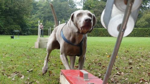 Dogaholic Flyball in Apeldoorn, Dieren en Toebehoren, Overige Dieren-accessoires, Nieuw, Ophalen