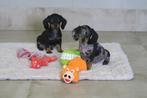Korthaar Kaninchen x Dwerg Teckel pups, Dieren en Toebehoren, Honden | Teckels en Dashonden, Kaninchen, Nederland, CDV (hondenziekte)