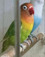 Leuk koppel agapornis fisheri lovebirds opaline groen, Dieren en Toebehoren, Vogels | Parkieten en Papegaaien, Meerdere dieren