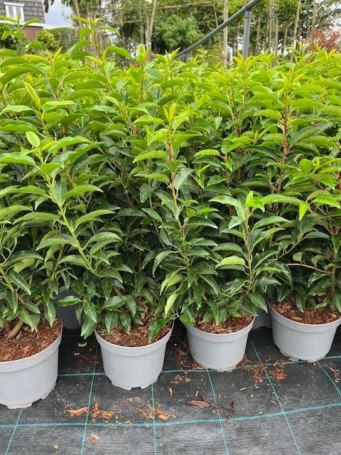 Portugese laurier, Tuin en Terras, Planten | Struiken en Hagen, Struik, Laurier, Minder dan 100 cm, Ophalen