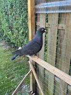 Postduiven duiven, Dieren en Toebehoren, Vogels | Duiven, Vrouwelijk, Postduif