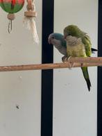 Koppel muisparkieten + 3 jongen nog in broedblok, Dieren en Toebehoren, Meerdere dieren, Parkiet, Geringd