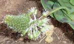 Caudex Ledebouria Zebrina uit Zuid Afrika in de 13 cm pot., Huis en Inrichting, Kamerplanten, Overige soorten, Minder dan 100 cm