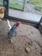 Sierhaantje, Dieren en Toebehoren, Mannelijk, Kip