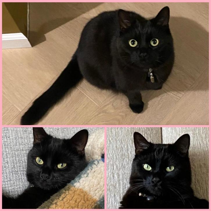 Lieve zwarte gesteriliseerde poes - gereserveerd!, Dieren en Toebehoren, Katten en Kittens | Overige Katten, Poes