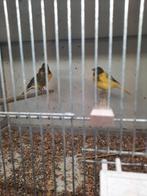 Mooie bonte kanarie's, Dieren en Toebehoren, Meerdere dieren, Kleurkanarie