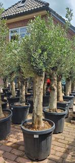AANBIEDING Olijfboom 40jaar oud. OP=OP, Tuin en Terras, Planten | Bomen, In pot, Halfschaduw, Ophalen of Verzenden, 100 tot 250 cm