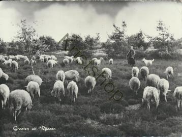 Rijssen - schaapskudde  [KRST005-4199 beschikbaar voor biedingen