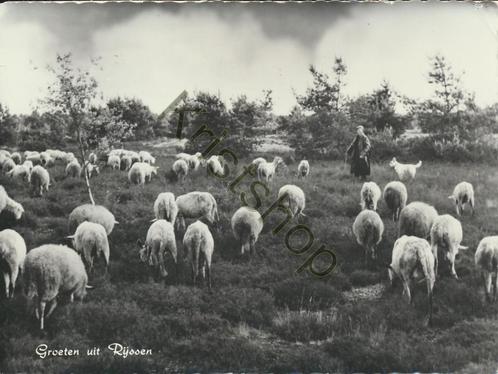 Rijssen - schaapskudde  [KRST005-4199, Verzamelen, Ansichtkaarten | Nederland, Gelopen, Overijssel, 1960 tot 1980, Verzenden