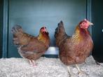 Welsumer kriel kippen | Goede leggers| deskundig advies!, Dieren en Toebehoren, Kip, Meerdere dieren