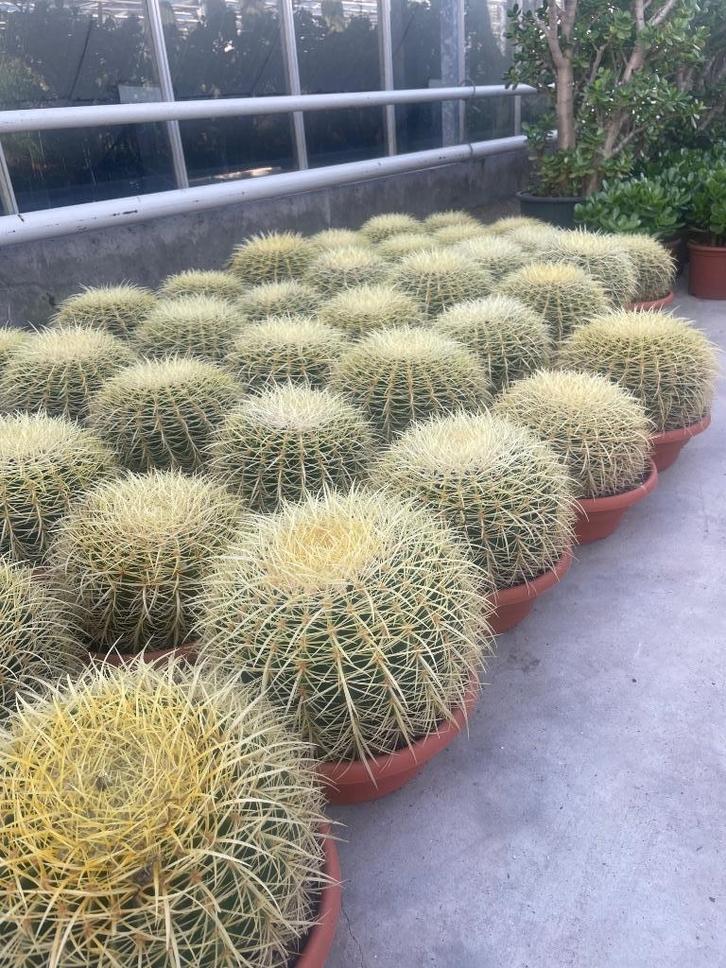 Cactus Echinocactus Grussonii in de 25cm schaal, Huis en Inrichting, Kamerplanten, Cactus, Minder dan 100 cm, Groene kamerplant