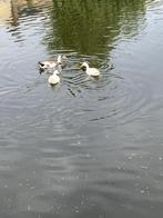 aangeboden: 3 mannetjes loopeenden, Dieren en Toebehoren, Pluimvee, Mannelijk, Eend