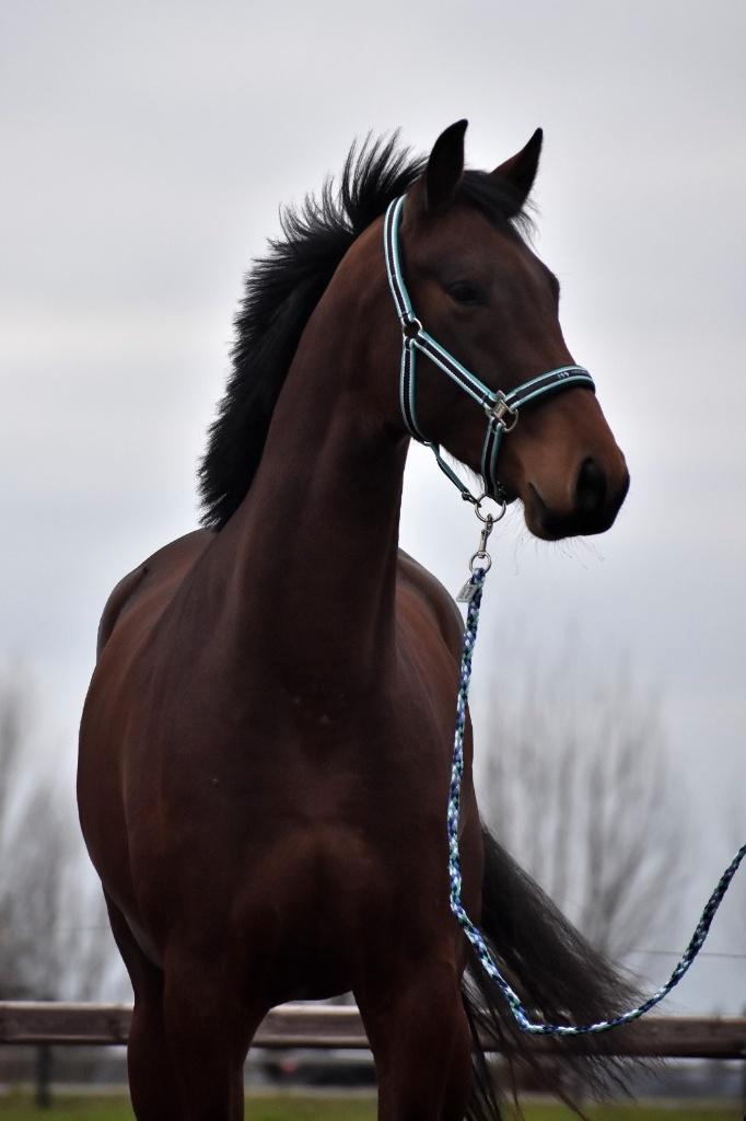 ## SUPER MOOIE, makke & zeer leuke KWPN merrie ##, Dieren en Toebehoren, Paarden, Merrie, Onbeleerd, 165 tot 170 cm, 3 tot 6 jaar