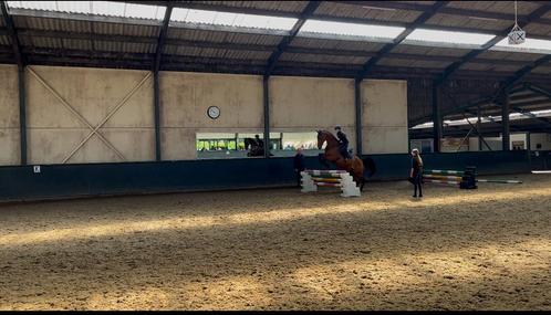 Verzorg pony/paard gezocht, Dieren en Toebehoren, Paarden en Pony's | Verzorgingsproducten, Nieuw, Ophalen of Verzenden