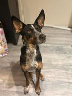 Lieve hond zoekt thuis., Dieren en Toebehoren, Honden | Herdershonden en Veedrijvers, Particulier, Rabiës (hondsdolheid), 1 tot 2 jaar