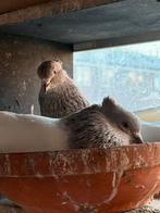 6 koppels Iraanse duiven, Meerdere dieren