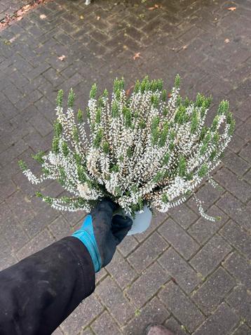 Witte Zomerheide - Prachtige Tuinplant beschikbaar voor biedingen