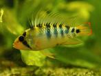 Apistogramma beanschi inka 50, Dieren en Toebehoren, Vissen | Aquariumvissen, Vis