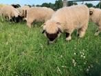 Walliser Schwarznase, Dieren en Toebehoren, Mannelijk, Schaap, 0 tot 2 jaar