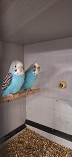 Koppel grasparkieten, Dieren en Toebehoren, Meerdere dieren, Parkiet