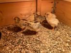 Barnevelder kuikens, Dieren en Toebehoren, Geslacht onbekend, Kip