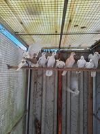 Duiven te koop, Meerdere dieren, Postduif