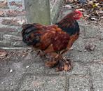 Cochin kriel Haantje van 3 maanden heel lief en tam, aaibaar, Dieren en Toebehoren, Pluimvee, Mannelijk, Kip