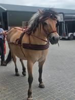 Sieltec mentuig maat cob, Dieren en Toebehoren, Ophalen of Verzenden, Gebruikt, Overige soorten
