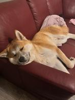 Akita, Dieren en Toebehoren, Honden | Herdershonden en Veedrijvers, 15 weken tot 1 jaar, Reu, Eén hond, Herder