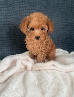 Prachtige nog een toy poedel pup, Dieren en Toebehoren, Honden | Chihuahua's en Gezelschapshonden, Poedel, Parvo, Reu, 8 tot 15 weken