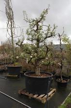 Prachtige 30 tot 60-jarige Gieser Wildeman (stoof)perenbomen, Tuin en Terras, Lente, Volle zon, Perenboom, 250 tot 400 cm