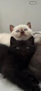 Raszuivere Britse korthaar kittens, Dieren en Toebehoren, Katten en Kittens | Raskatten | Korthaar, Meerdere dieren, Ontwormd