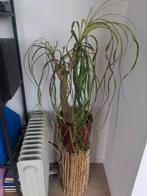 Kamerplant, Ophalen, Overige soorten, Minder dan 100 cm