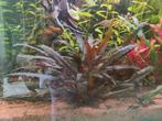 cryptocoryne aquarium plant, Ophalen of Verzenden, Plant(en), Steen of Hout