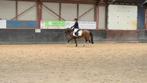🩷 Super pony zoekt een fantastisch huisje🩷, Dieren en Toebehoren, Pony's, Merrie, B, Gechipt, Springpony