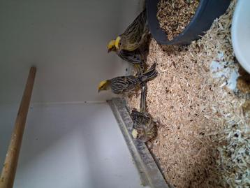 Meerdere mooie koppels lizard kanaries beschikbaar voor biedingen