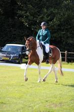 Wedstrijd jasje Quur, Dieren en Toebehoren, Ophalen of Verzenden, Zo goed als nieuw, Dressuur