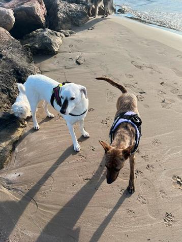 Hondenoppas gezocht! beschikbaar voor biedingen
