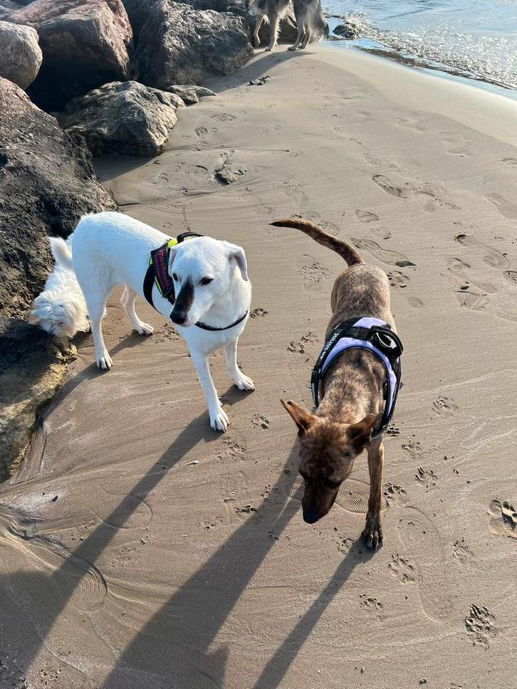 Hondenoppas gezocht!, Dieren en Toebehoren, Honden-accessoires, Ophalen