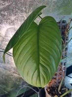 philodendron tenue stek, Huis en Inrichting, Kamerplanten, Ophalen of Verzenden, Halfschaduw, Minder dan 100 cm