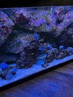 Compleet inhoud vissen en koraal, Dieren en Toebehoren, Vissen | Aquariumvissen, Vis, Zoutwatervis