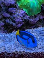 Paracanthurus hepatus. Ofwel dori, Vis