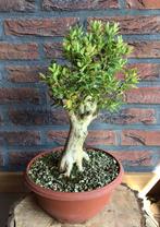 Buxus bonsai starter, Ophalen, Bloeit niet, Overige soorten, Minder dan 100 cm