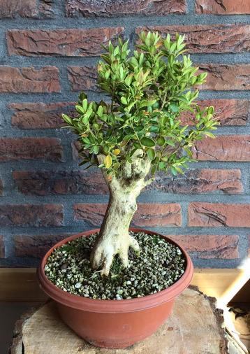 Buxus bonsai starter beschikbaar voor biedingen