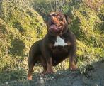 1 mooi Bully pocket teefjes met goede bloedlijn, Dieren en Toebehoren, Honden | Bulldogs, Pinschers en Molossers, België, Particulier