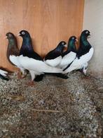 Te koop ekster tuimelaars, Meerdere dieren, Tuimelaar of Roller