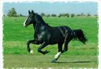 Zwart Paart in galop  Welsh Prat-bred 72, Paard, Ongelopen, Ophalen of Verzenden, 1980 tot heden