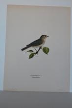TUINFLUITER "SYLVIA BORIN" Vogel Mooie kwaliteit Litho VB8, Verzenden